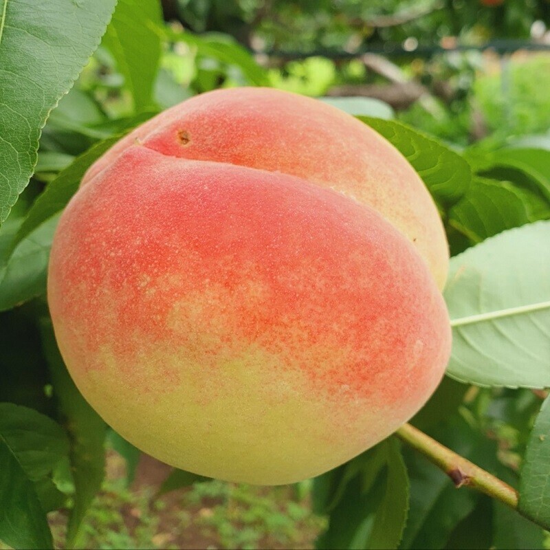채화농장,[채화농장] 1급 맛있는 복숭아